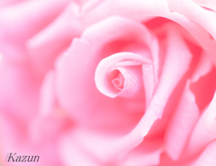 ROSE　DREAM
