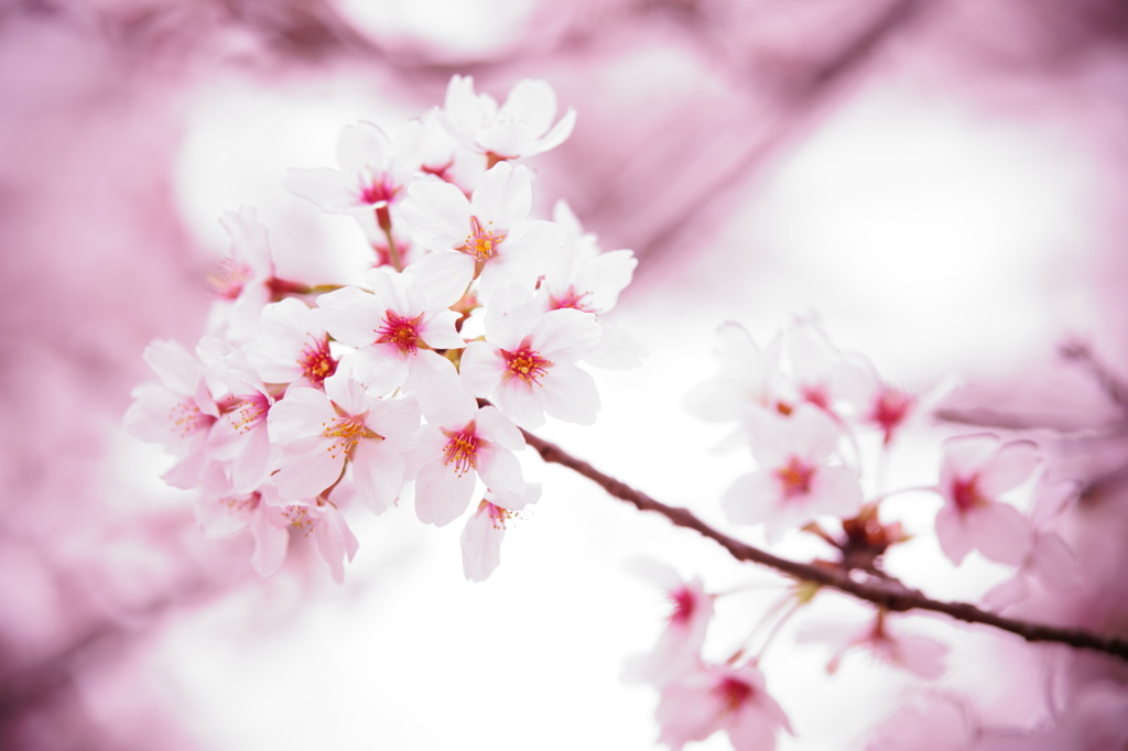 桜の気持ち