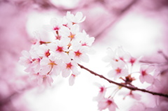 桜の気持ち