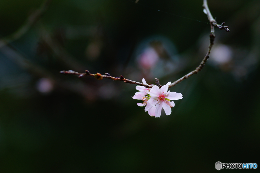 十月桜！