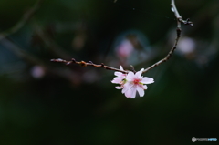 十月桜！