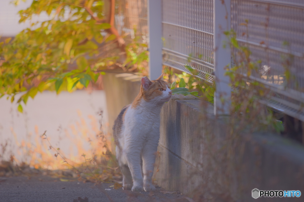 嗅ぐ