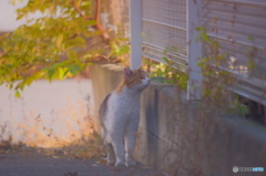 嗅ぐ