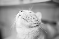 明日を想う