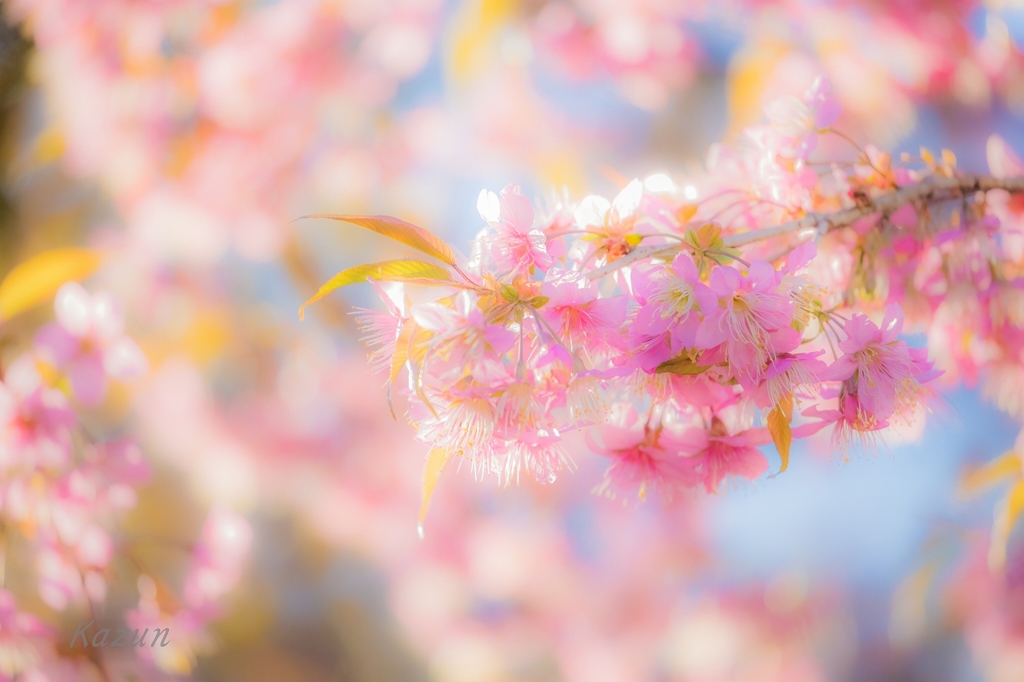 桜の咲くころ
