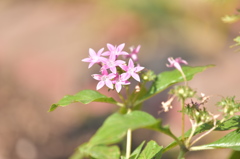 ボケすぎ☆