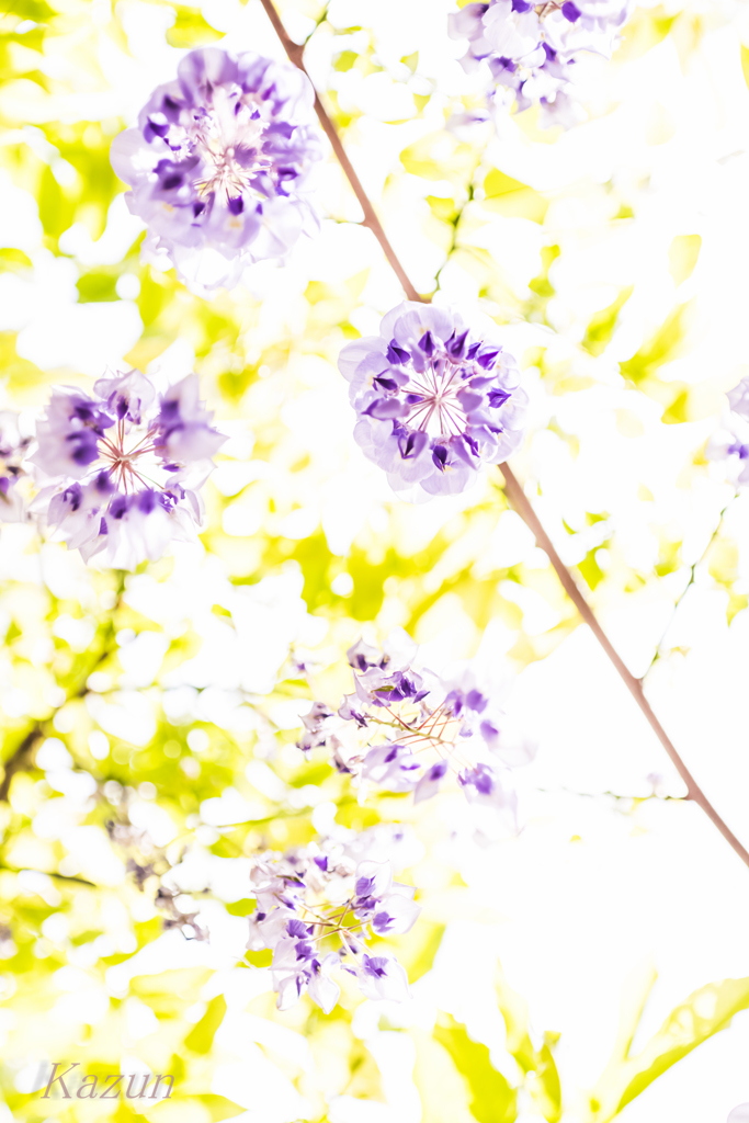 降りそそげ、藤の花物語