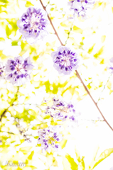 降りそそげ、藤の花物語