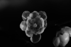闇の花