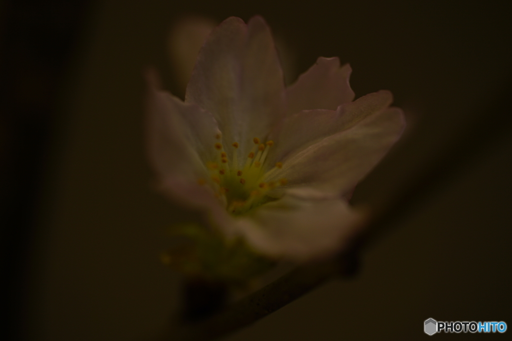 啓翁桜の調べ