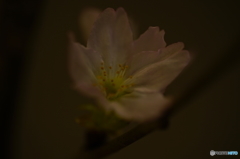 啓翁桜の調べ