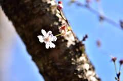 この時期の桜！