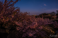 河津桜　オフ会！