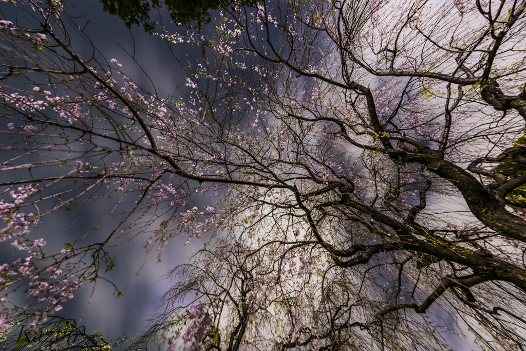 桜降り注ぐ
