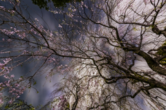 桜降り注ぐ