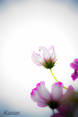 陽の当たる方へ