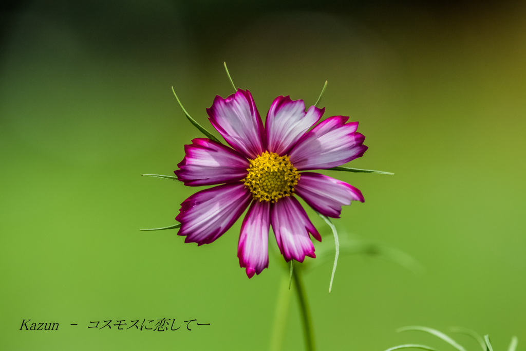 コスモスの顔