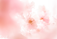 蕩ける八重