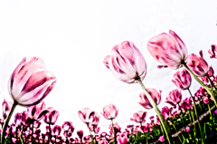 天使の花