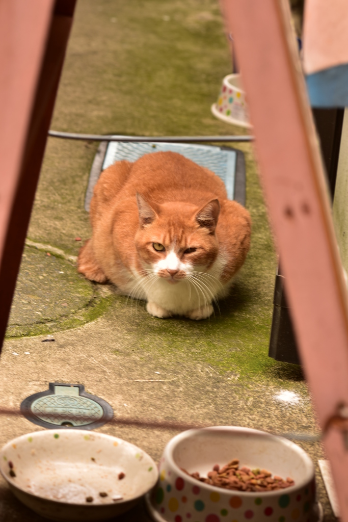 ニャリーン