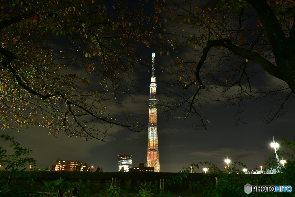 tree in ツリーーーーン！