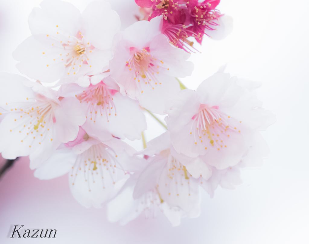SAKURA