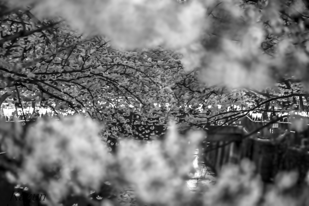 目黒川　サクラ