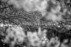 目黒川　サクラ