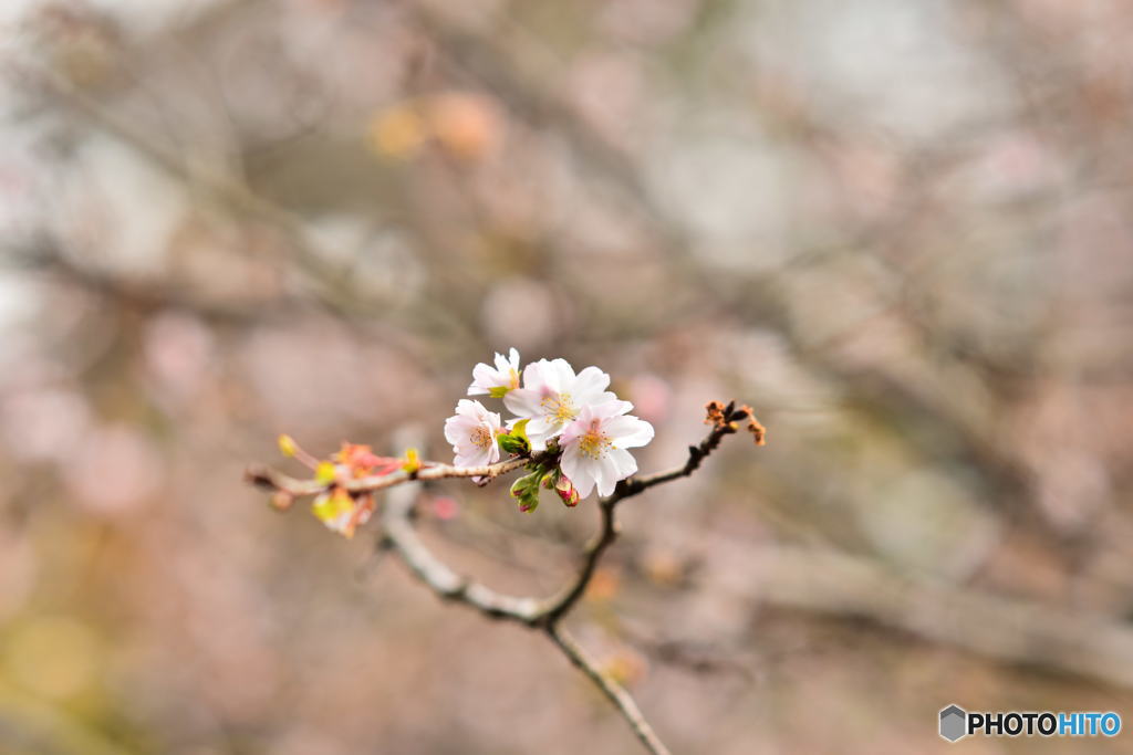 子福桜♪