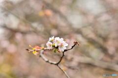 子福桜♪
