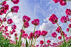 Tulip　party~2