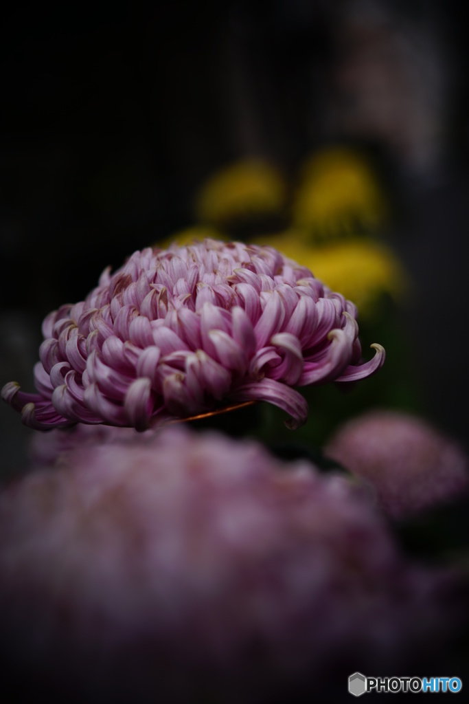 菊の・・・