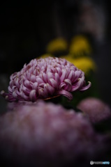 菊の・・・