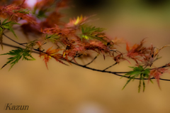 紅葉(*゜▽゜)