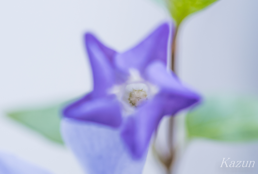 花手裏剣の術！！