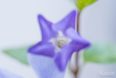 花手裏剣の術！！