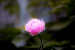 真冬の薔薇に恋して