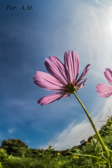 COSMOS!