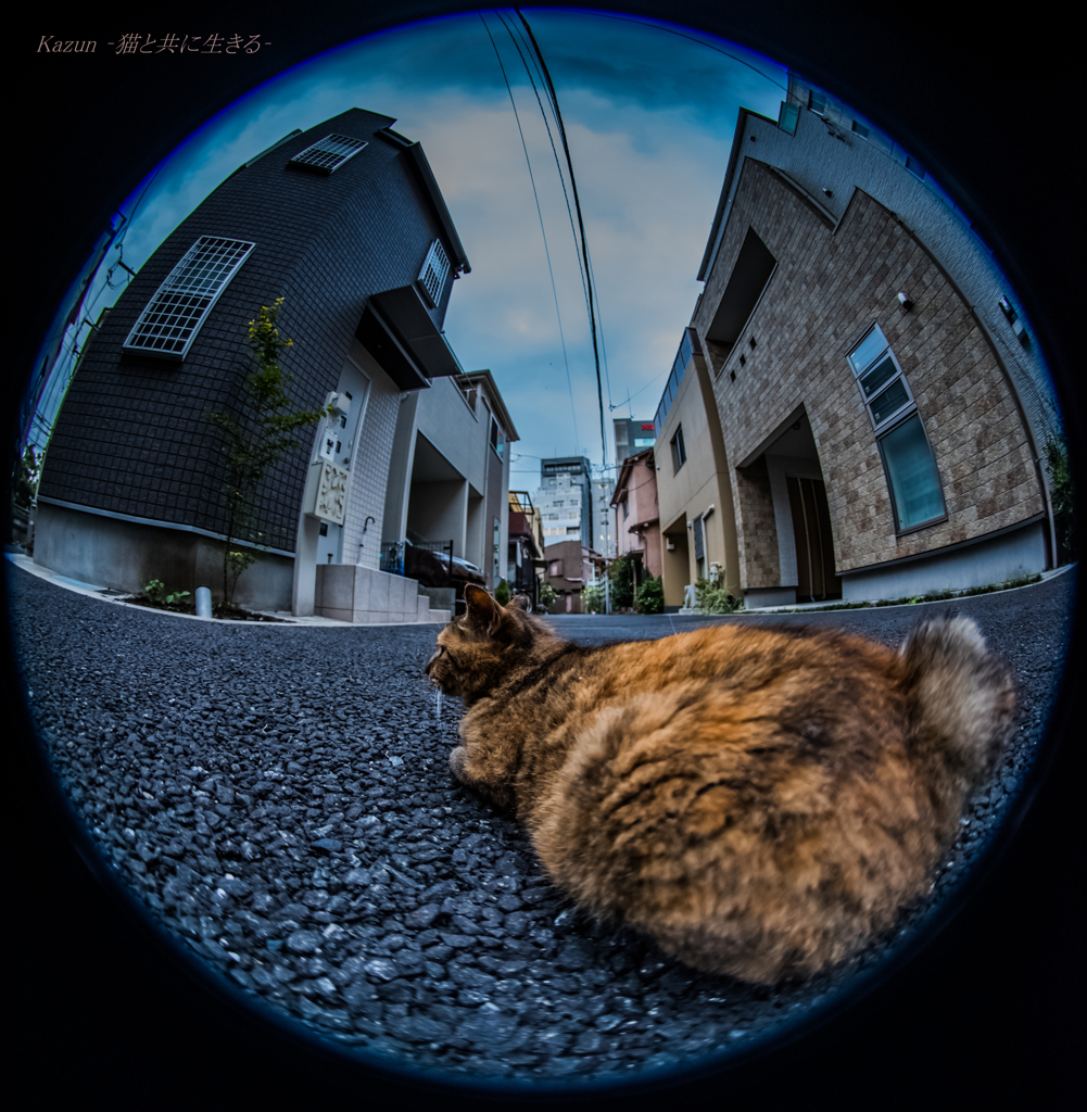 猫ちゃんを閉じ込めた！(*゜∀゜)