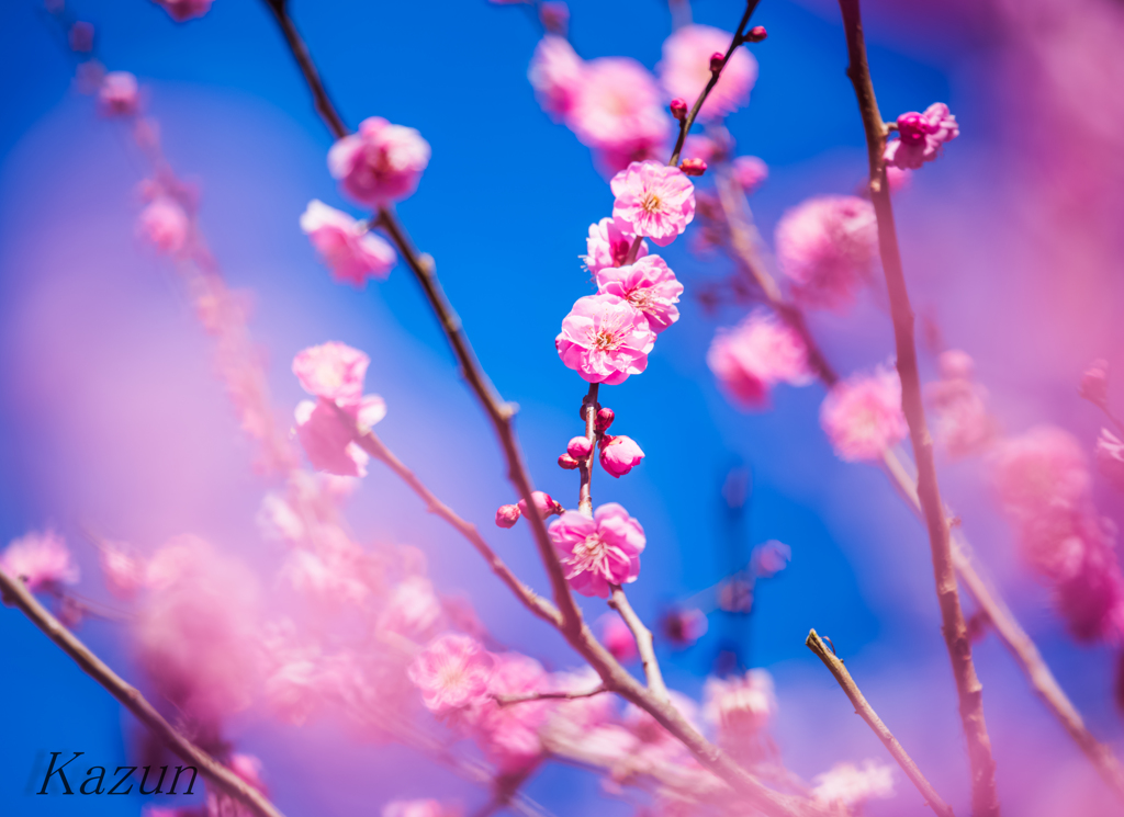 梅の時期です(*ﾟ▽ﾟ)
