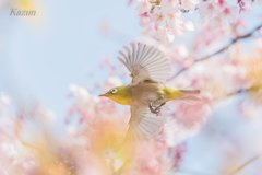 飛んでいる～～　メジロタン。