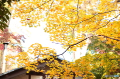 イエロー