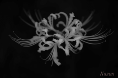 spider lily