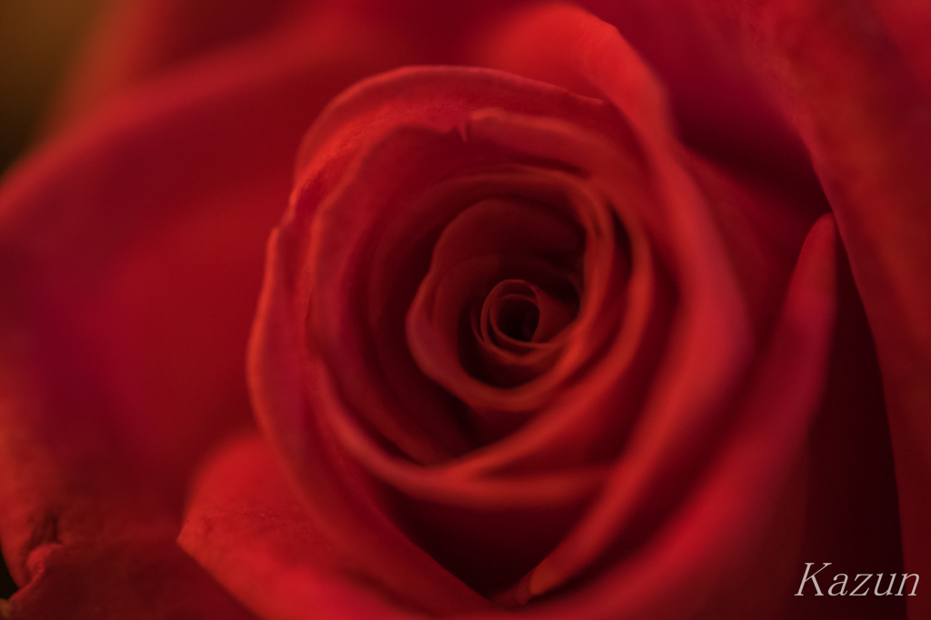 薔薇　ヤワメ★