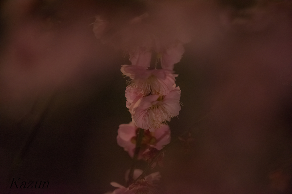 夜に囁く