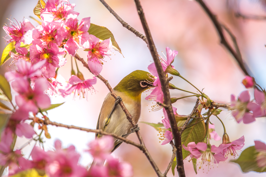 この蜜が　ダイスキ