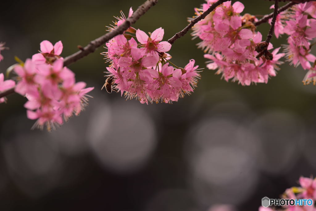 ヒマラヤ桜～～☆