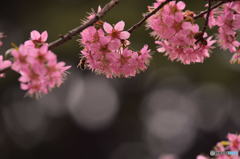ヒマラヤ桜～～☆