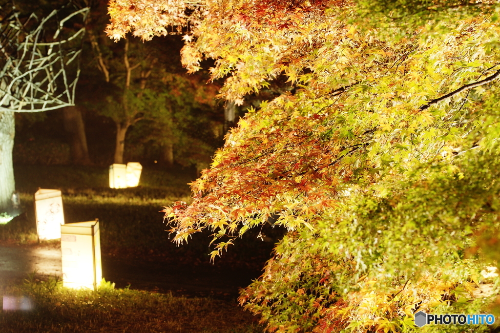 輝く紅葉