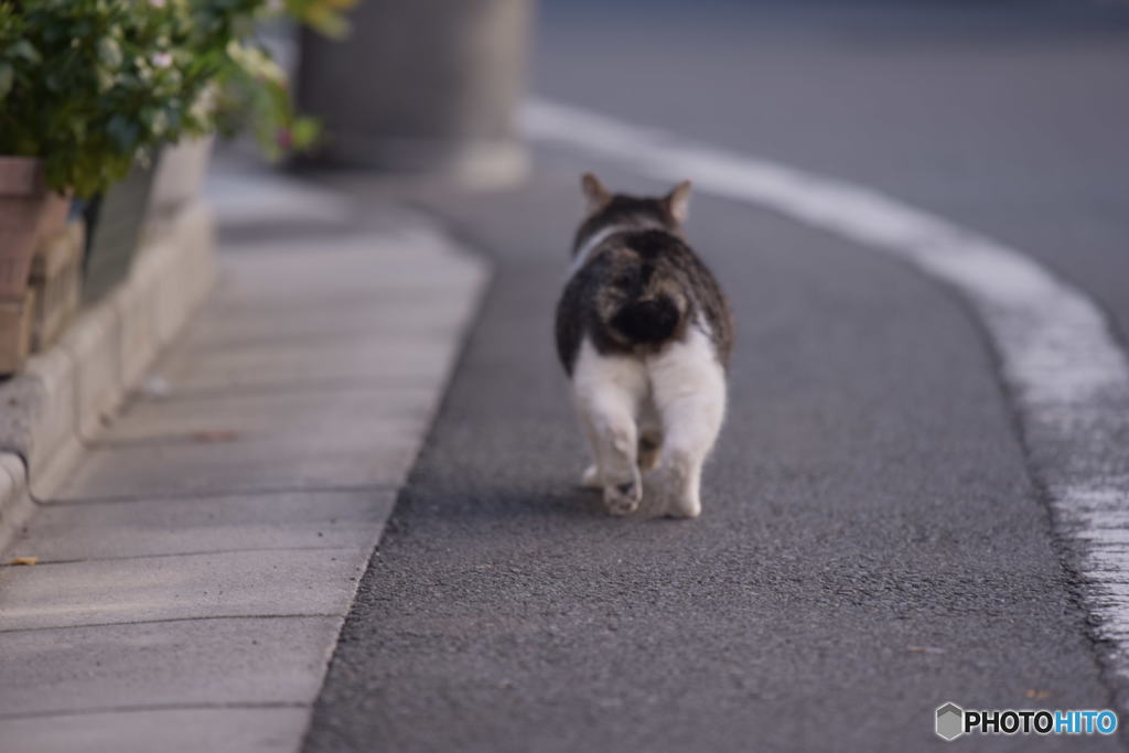 オシリプリプリン